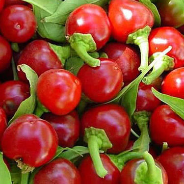 Bild von der Chili-Sorte Large Red Cherry